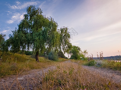 乡村景观与柳树附近的乡村道路个平静的夏季傍晚图片