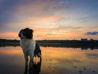 严肃而专注的边境牧羊犬的肖像,站日落背景上的池塘水中,湖上倒影美丽的宠物环顾四周摆姿势拍照图片