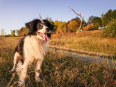快乐的老狗画像站森林附近的干燥草地上,季节的秋色,平静的日落的光线图片