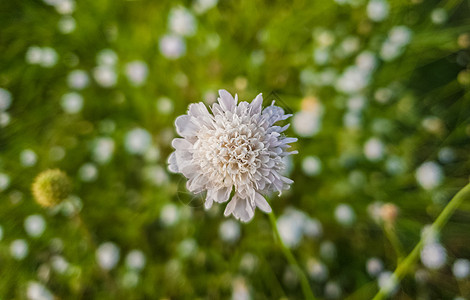 白色的田间结痂形式花开花绿色的草地上小野花特写图片