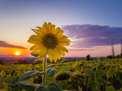 向日葵收获的田野日落的天空背景上农场的金秋傍晚,向日葵作物中的种晚花植物背景图片