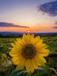 生机勃勃的秋日夕阳,如太阳的圆圈,抚摸着丰富的向日葵花瓣皇冠美丽的秋天场景,作物收获的农场田野田园风光图片