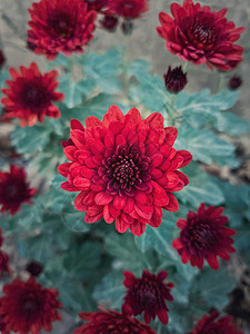 顶景特写深红色菊花花成纹理图案盛开的原色菊花,清新的秋季自然背景图片