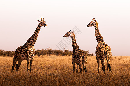 长颈鹿家族背景图片