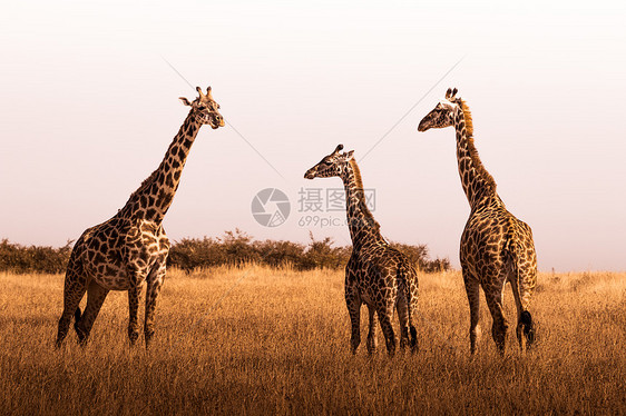 长颈鹿家族图片