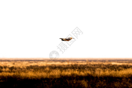 马赛马拉低飞的鸟图片