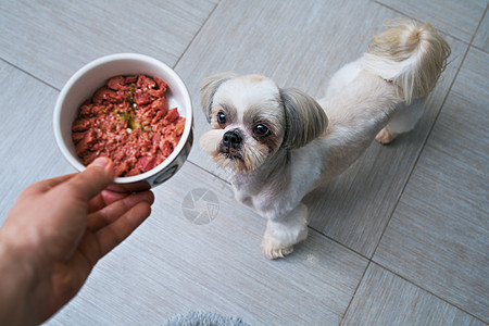 施子狗厨房的主人那里得食物专注于狗施子狗图片