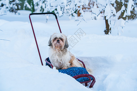 施子狗冬天坐雪橇上户外散步石子狗坐雪橇里图片