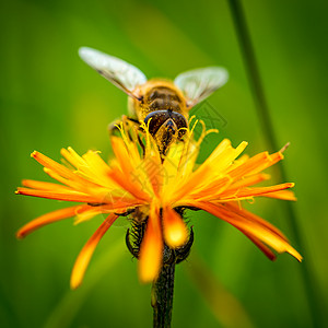 黄蜂花中收集花蜜图片