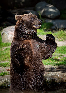 棕熊Ursusarctos分布最广的熊,分布欧亚大陆北部北美的大部分地区图片