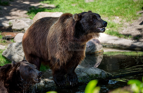 棕熊Ursusarctos分布最广的熊,分布欧亚大陆北部北美的大部分地区图片