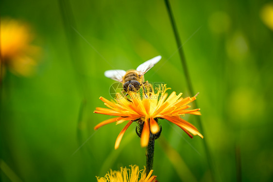 黄蜂花中收集花蜜图片
