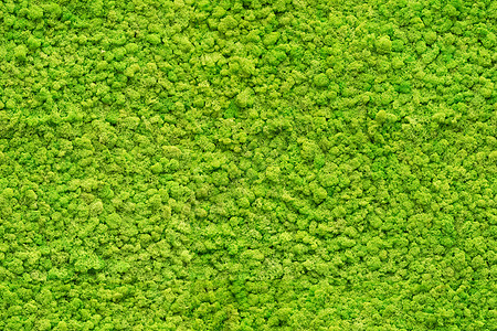 无缝绿色苔藓纹理背景图片