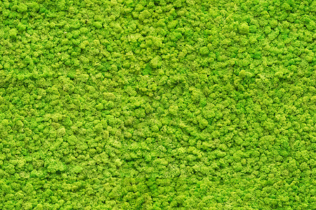 无缝绿色苔藓纹理图片
