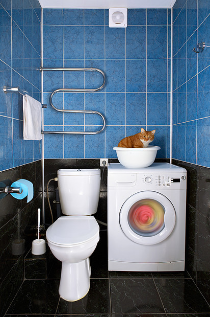 趣的照片,猫坐浴室的盆里小猫浴室里图片