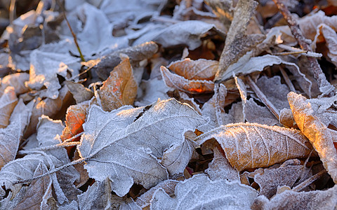 秋天冻叶背景阳光图片