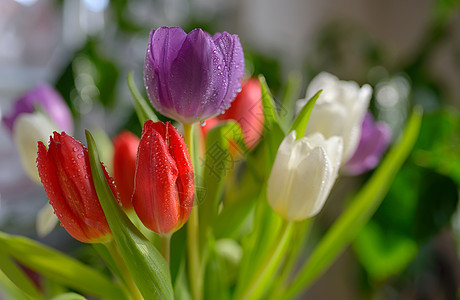 花瓶里露水的郁金香花图片