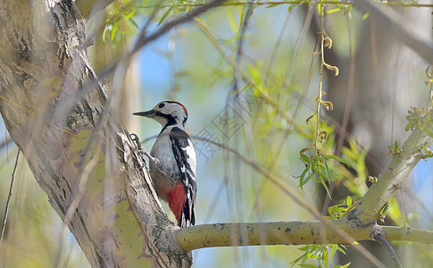 巨大的斑点啄木鸟栖息桦树枝上背景图片