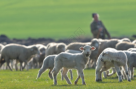 日落时田野上的羊群羔羊图片