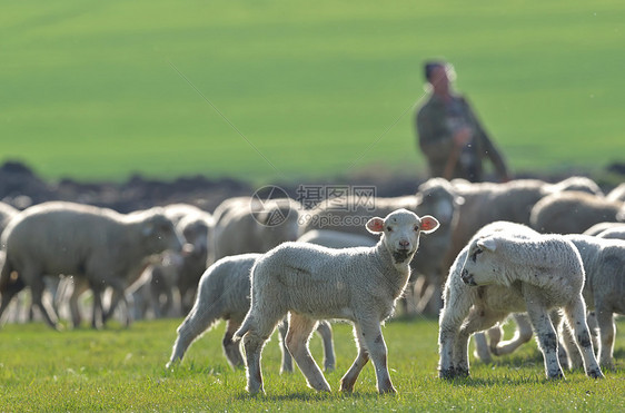 日落时田野上的羊群羔羊图片