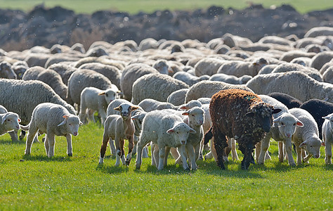 日落时春天田野上的羊群羔羊图片