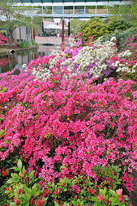 春天朵粉红色的灌木花图片