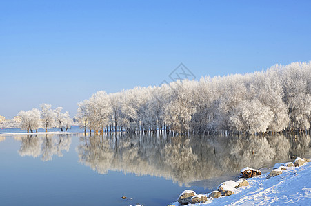 多瑙河上的冬季树木覆盖着霜冻图片
