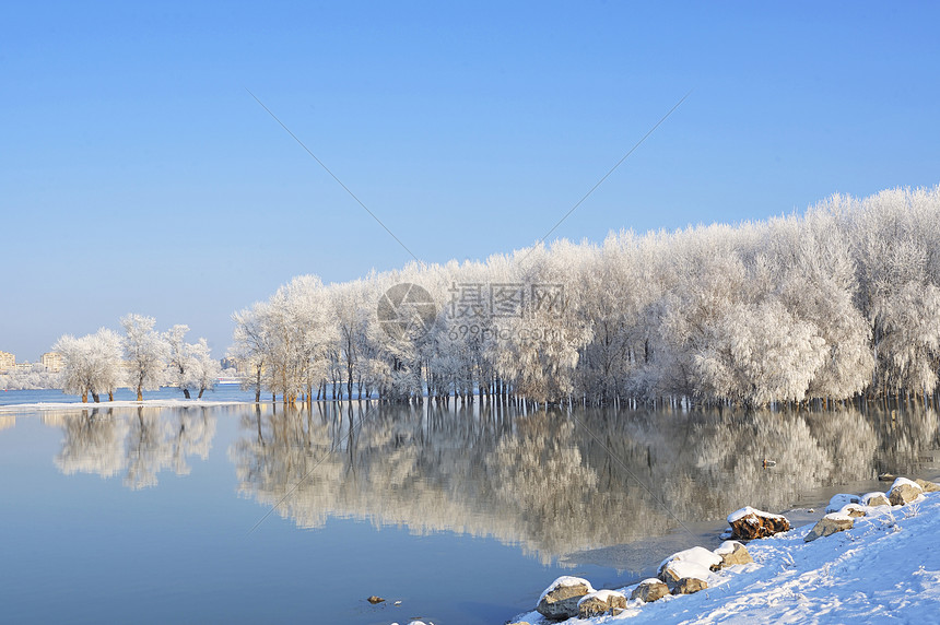 多瑙河上的冬季树木覆盖着霜冻图片