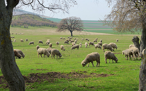 春天的羊群图片