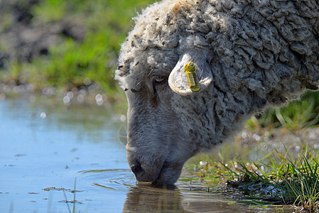 羊春天喝水图片