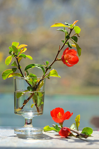 小花瓶中的日本观赏日本观赏凤仙花图片