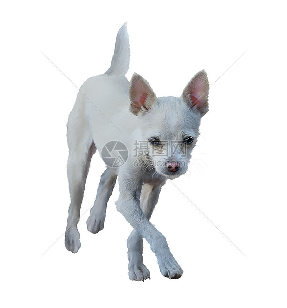 小白狗白色背景上隔离的数字绘画小白狗画高清图片下载 正版图片 摄图网 小白狗白色背景上隔离的数字绘画小白狗画高清图片下载 正版图片 摄图网