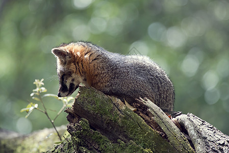 灰色狐狸树上休息树上的灰色狐狸图片