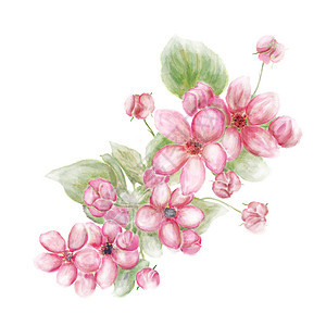 粉红色花朵叶子的树枝粉红色的花水彩画图片