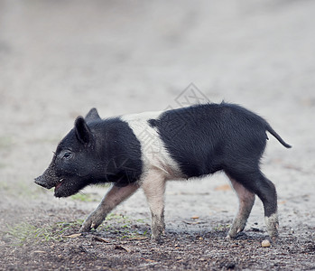 野生仔猪佛罗里达湿地行走佛罗里达湿地的野生仔猪图片
