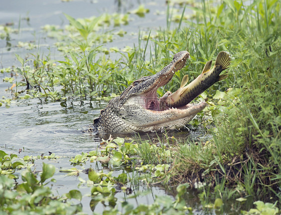 佛罗里达湖吃大鱼的鳄鱼鳄鱼吃大鱼图片