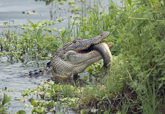 佛罗里达湖吃大鱼的鳄鱼鳄鱼吃大鱼图片