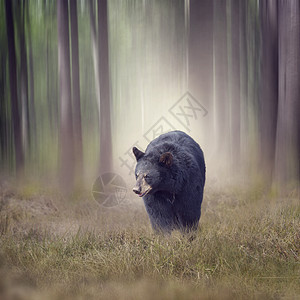 黑熊树林里散步树林里的黑熊图片