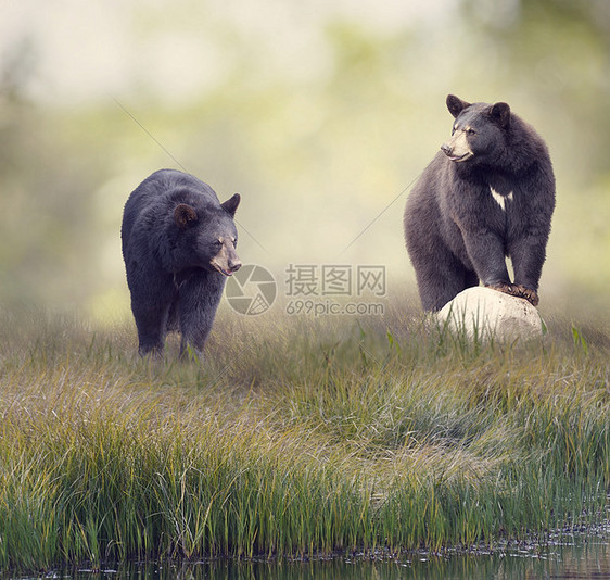 两只黑熊水附近的草地上两只黑熊靠近水图片