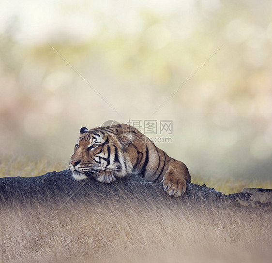 孟加拉虎躺岩石上孟加拉虎休息图片
