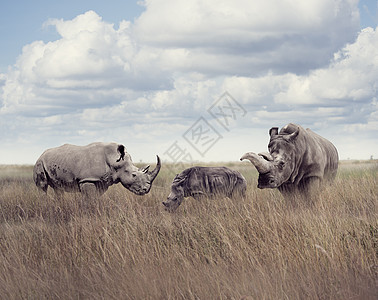 草原上的白色犀牛方唇犀牛白犀牛方唇犀牛图片