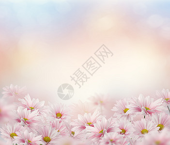 粉红色雏菊花的花朵粉红色的雏菊花图片
