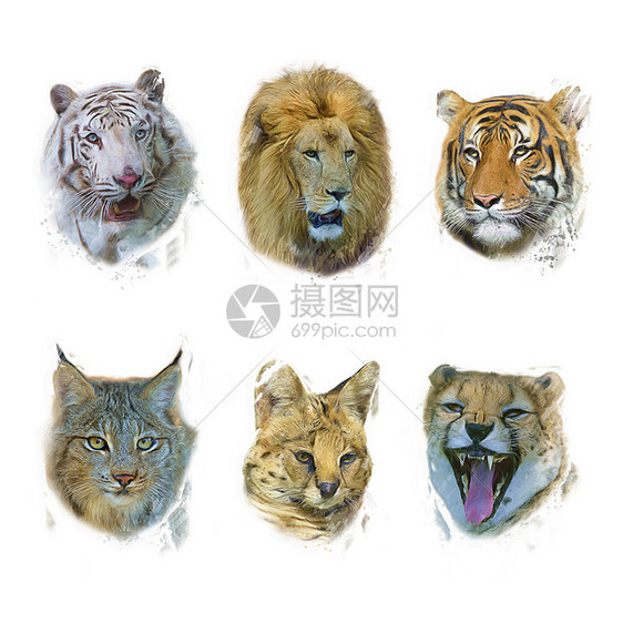 野生哺乳动物的数字绘画野生哺乳动物数字绘画图片