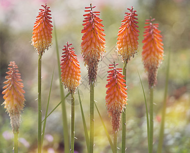 明亮的橙色红色热扑克花剑花红色热扑克花剑花图片