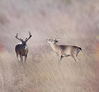 草原上的白尾鹿白尾鹿图片