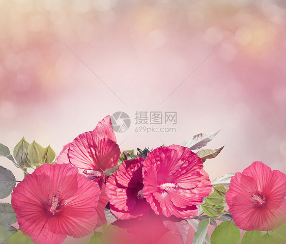 红色芙蓉花的花朵红色芙蓉花图片