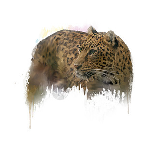 白色背景上豹子的数字绘画豹水彩的形象图片