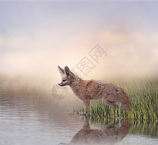 芬尼克狐狸靠近水的草地上芬尼克狐狸靠近水图片