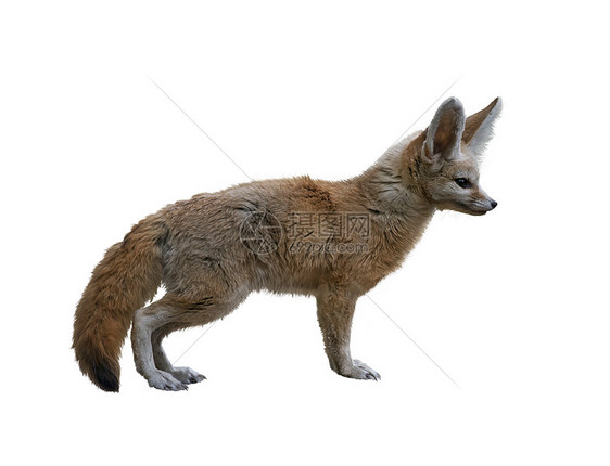 芬尼克狐狸白色背景上被隔离芬尼克狐狸白色上被隔离图片