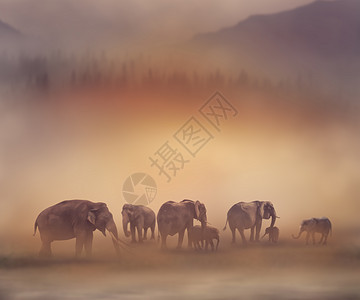 日落时的群大象日落时大象图片